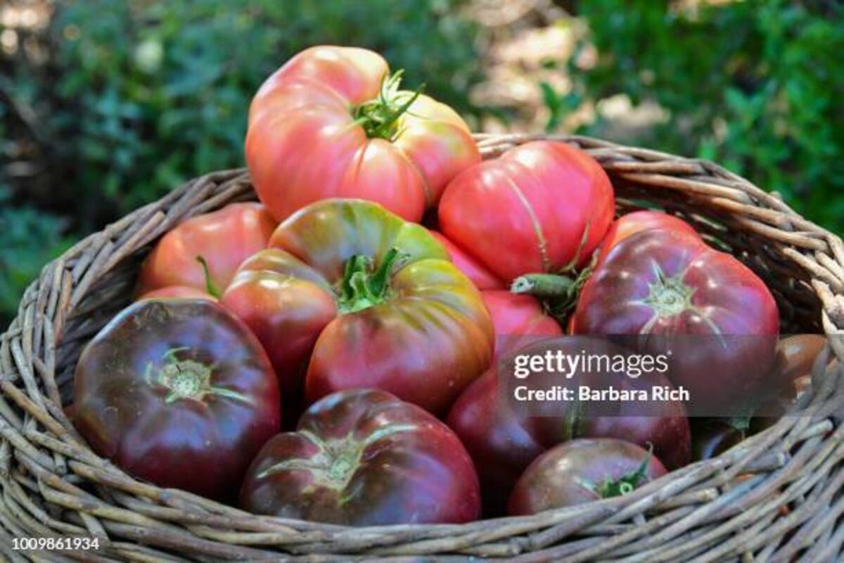 Southern Tomatoes